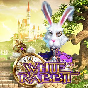 White rabbit